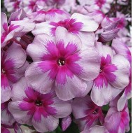 Флокс Phlox Старый Маяк